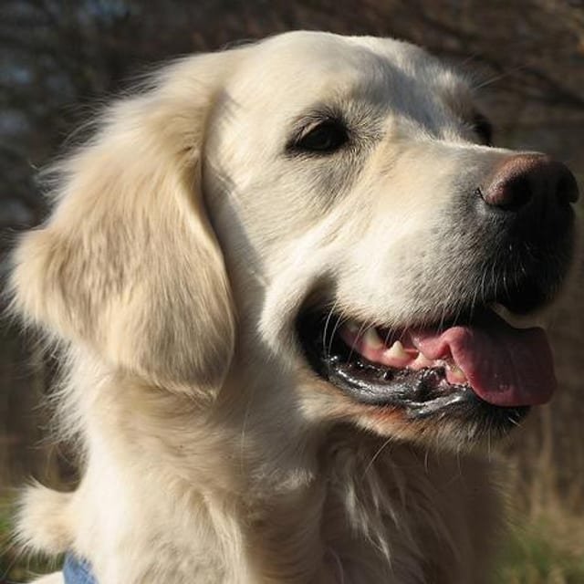 Perrito rescatado
