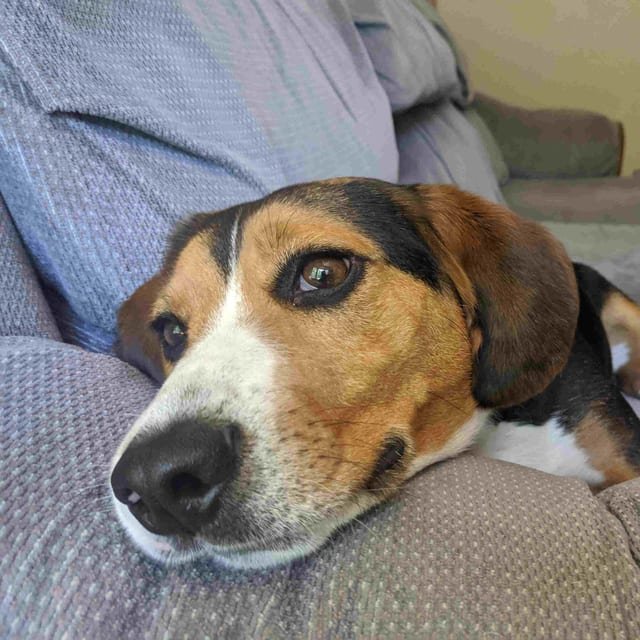 Perrito rescatado